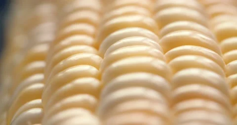 Macro View Yellow Grains Corn Cob Background Food Organic Close Up. Closeup Stock Footage 145991540