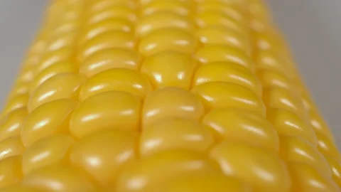 Macro View Yellow Grains Corn Cob Background Food Organic Close Up. Closeup F Stock-Footage 148528212