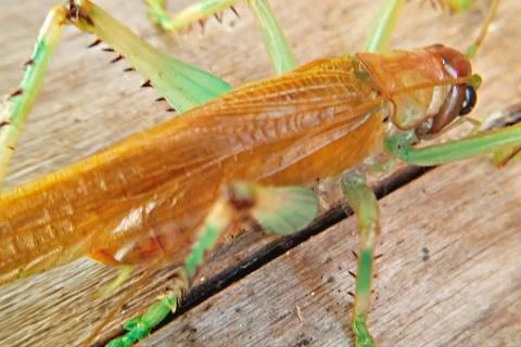Macro view yellow grasshopper is a type of insect Stock Photos
