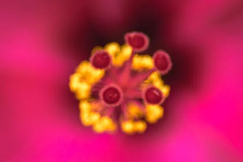 Macro view of yellow pollen and piling from the beautiful red tropical hibisc 写真素材