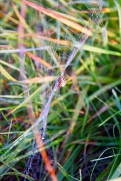 Macro view of yellow spider on large spider net in nature Stock Photos