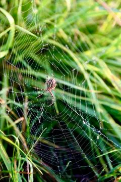 Macro view of yellow spider on large spider net in nature in tall grass Stock Photos