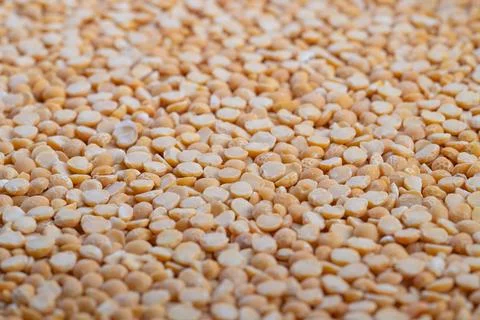 Macro view yellow split peas sample, concept for nutrition lab analysis and rese Stock Photos