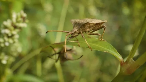 Macro view of a young dock bug (coreus marginatus) on a green leaf Stock Footage 341494536