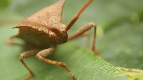 Macro view of a young dock bug (coreus marginatus) on a green leaf Stock-Footage 341494598