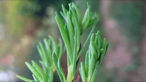 Macro View Of Young Green Plant Tips Vídeo Stock 336417702
