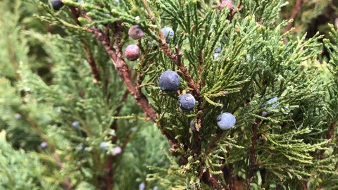 Macro view: Young shoots of pine and juicy greens needles, small Christmas tree Stock Footage 106024947