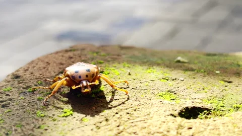 Macro view of zigzag fruit chafer beetle walking on mossy brick Stock Footage 341547399
