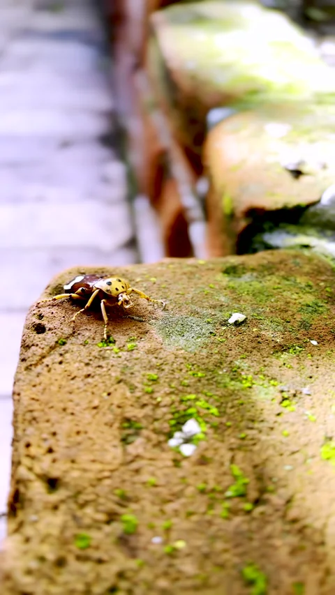 Macro view of zigzag fruit chafer beetle walking on mossy brick Stock Footage 343429590