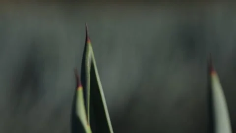 Macro Views: Details of Agave Plants Stock Footage 248090100