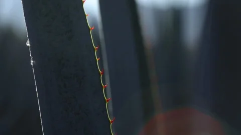 Macro Views: Details of Agave Plants Stock Footage 248090105