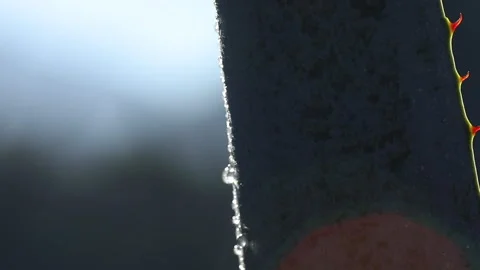 Macro Views: Details of Agave Plants Stock Footage 248090117