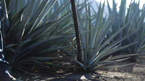 Macro Views: Details of Agave Plants Stock Footage 248090151