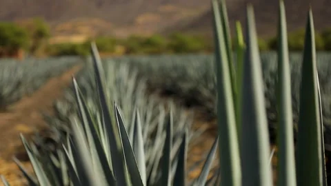Macro Views: Details of Agave Plants Stock Footage 248090164
