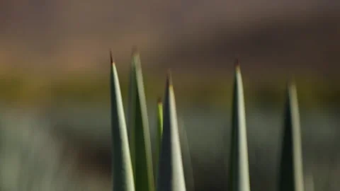 Macro Views: Details of Agave Plants Stock Footage 248090180