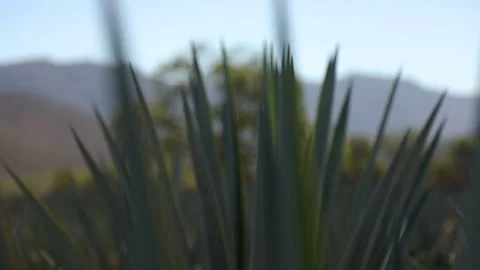 Macro Views: Details of Agave Plants Stock Footage 248090193