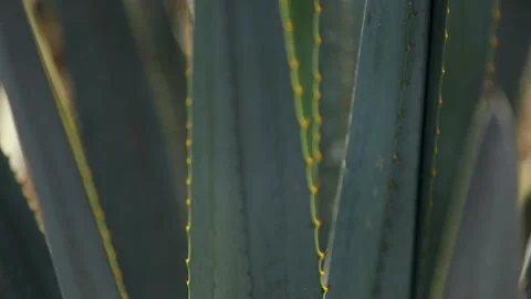 Macro Views: Details of Agave Plants Stock Footage 248090225