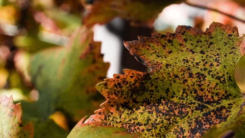 Macro of Vine Leaves in Fall clip 1 pan Stock Footage 137964060