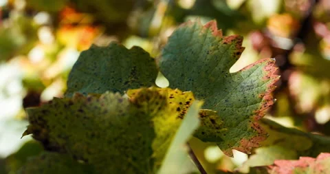 Macro of Vine Leaves in Fall clip 1 pan Stock Footage 137964192