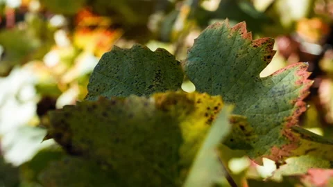 Macro of Vine Leaves in Fall clip 2 Fixed Shot Stock Footage 137964844