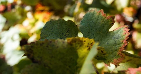 Macro of Vine Leaves in Fall clip 2 Fixed Shot Stock Footage 137964851