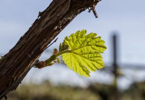 Macro of vine sprout Фото