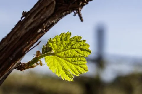 Macro of vine sprout Stock Photos