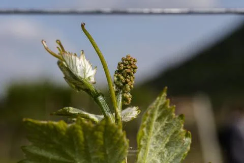 Macro of vine sprout Stock Photos