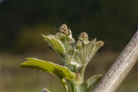 Macro of vine sprout 库存照片