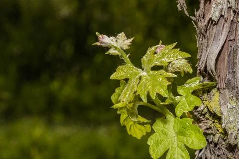 Macro of vine sprout Stock Photos