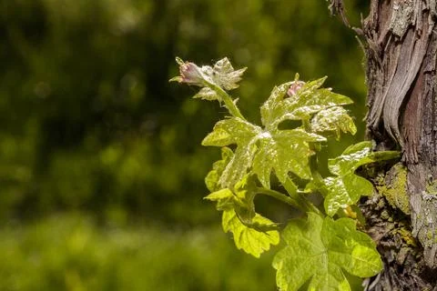 Macro of vine sprout Stock Photos