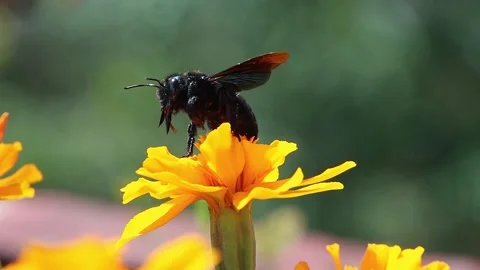Macro of a violet carpenter bee Xylocopa violacea bee on a tagetes blossom Stock Footage 338004769