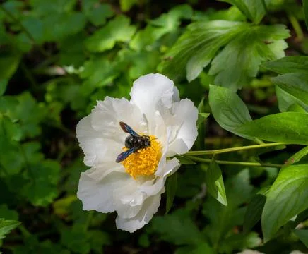 Macro of a violet carpenter bee Xylocopa violacea bee on a white paeonia blossom Stock Photos