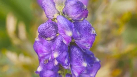 Macro of a Violet flower in a mountain landscape Stock Footage 78654355
