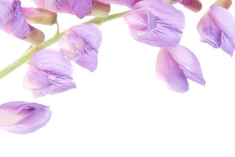 Macro violet flower Stock Photos