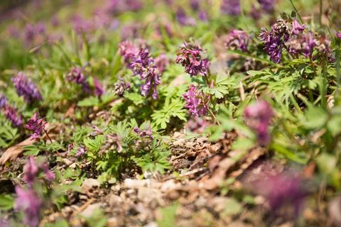 Macro of violet flowers in the grass Stock Photos