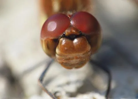 Macro vom Kopf einer Libelle Фото