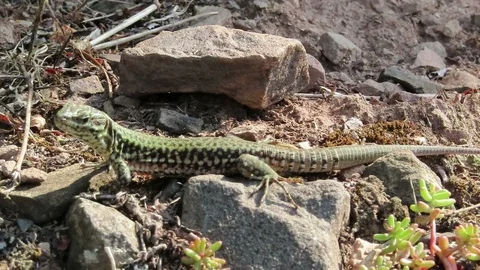 Macro of wall lizard living at stone walls of Moselle river vineyards in Germany 스톡 동영상 115504939