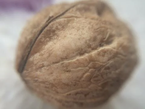 Macro of a walnut Stock Photos