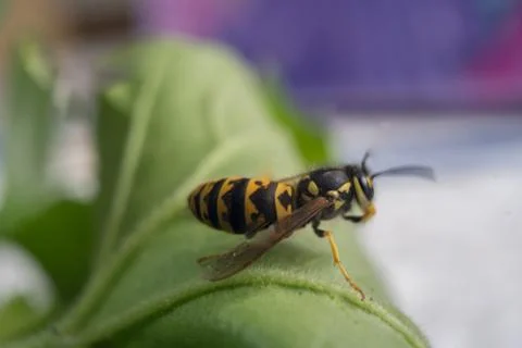 Macro of a wasp bee on a green leaf. Stock Photos