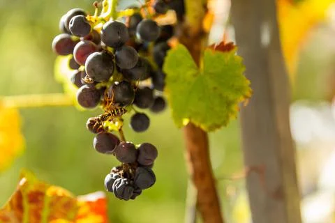 A macro of a wasp eating grape fruit. Fotos Stock