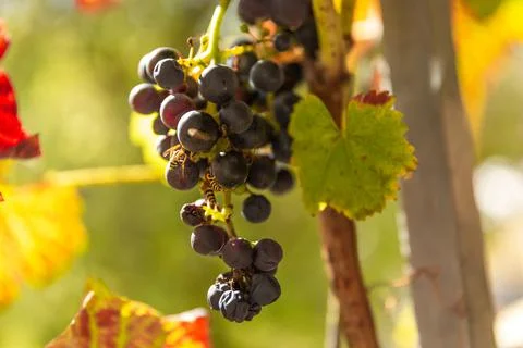 A macro of a wasp eating grape fruit. Fotos Stock