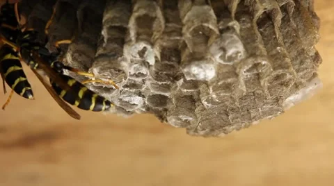 Macro of wasp (Hymenoptera) Stock Footage 8523426