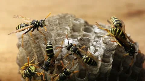 Macro of wasp (Hymenoptera) Stock Footage 11257278