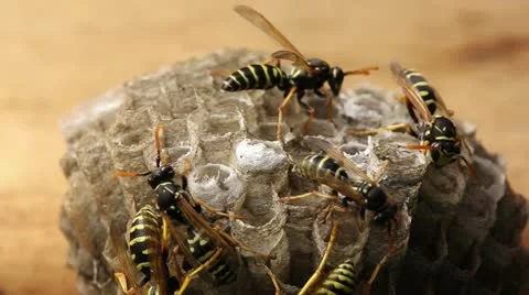 Macro of wasp (Hymenoptera), timelapse Stock Footage 11257119