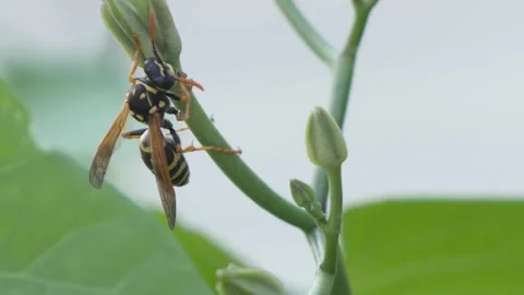 Macro wasp moves wings in the wind in slow motion. Stock Footage 159718901