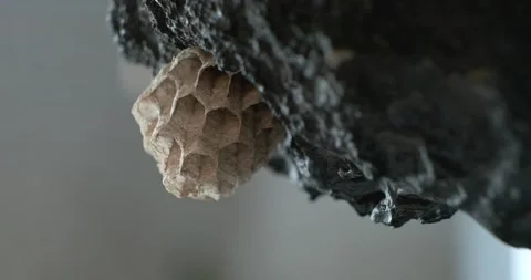 Macro of a wasp nest embedded into a volcanic rock Stockbeeldmateriaal 231990100