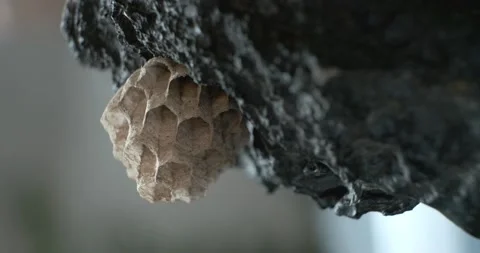Macro of a wasp nest embedded into a volcanic rock Stockbeeldmateriaal 231990113