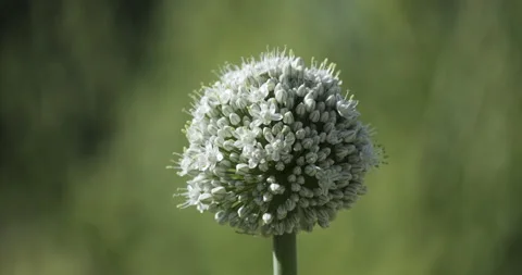 Macro of a wasp on an onion flower Video stock 247272451