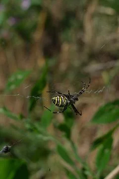Macro Wasp Spider in Web Background Stock Photos